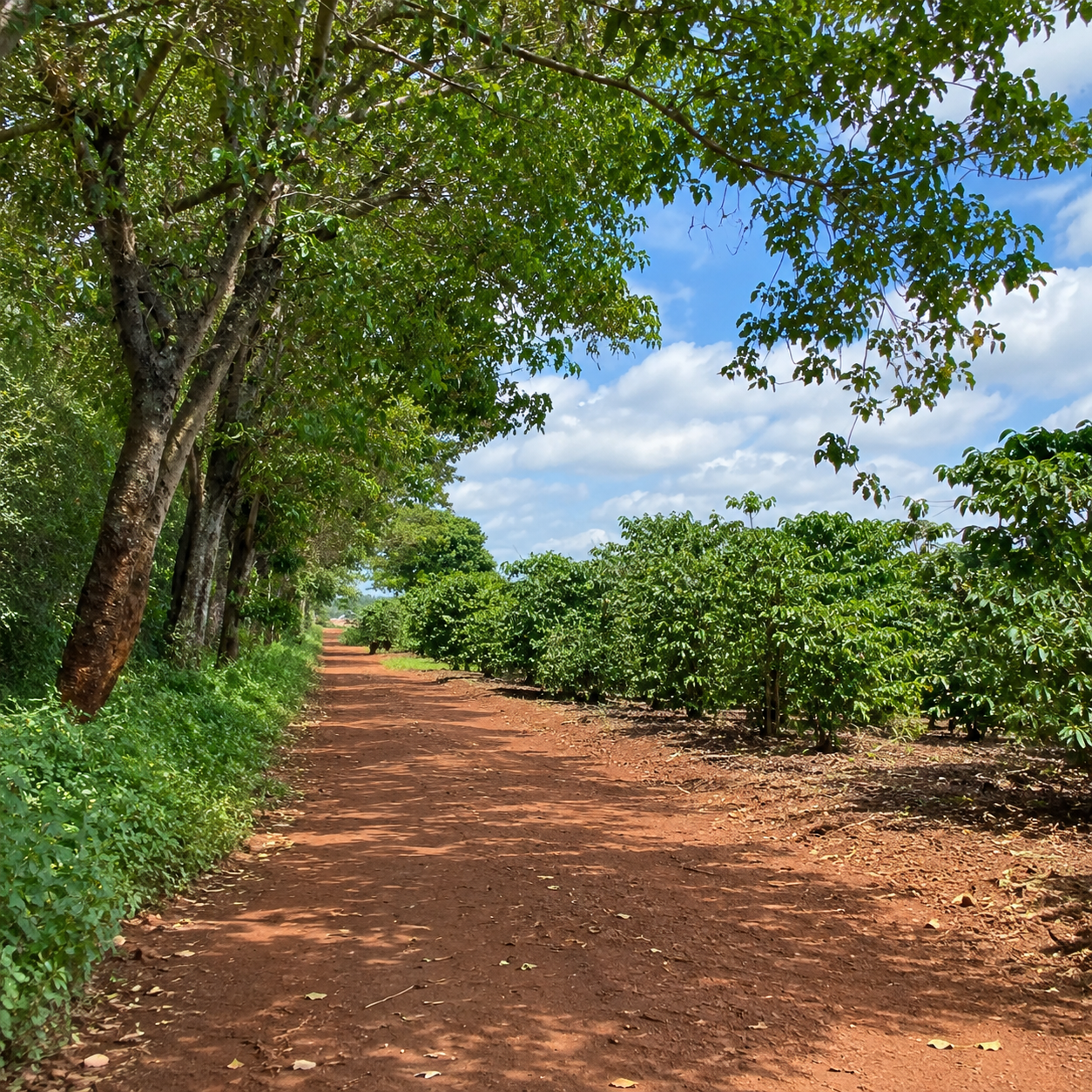 Quarter Acre Serviced Plots for Sale Along Kenyatta Road | Off Thika Superhighway