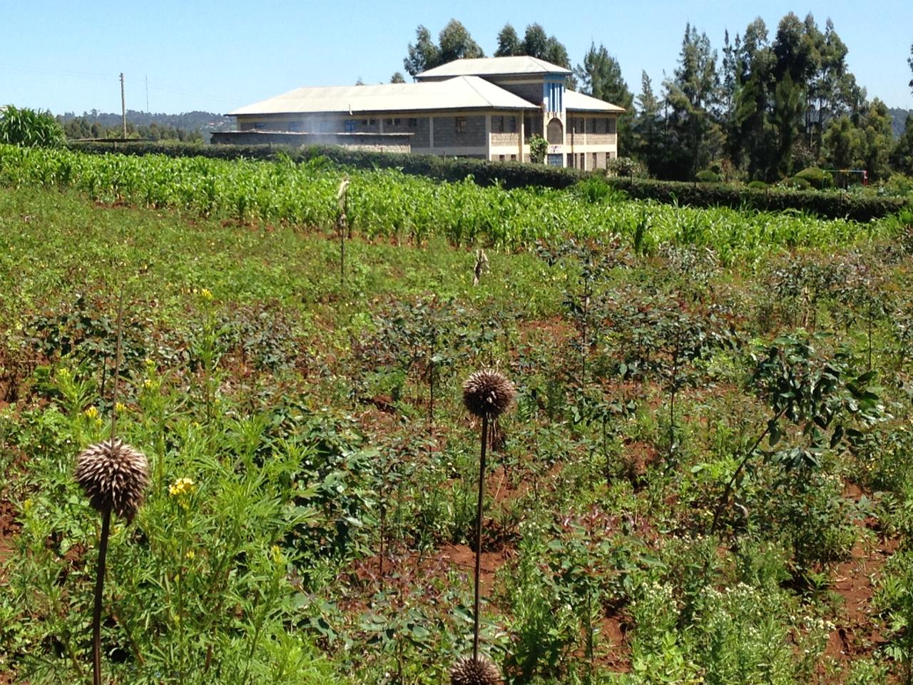 1 1/2 Acre In Distress sale !! in Thigio Limuru