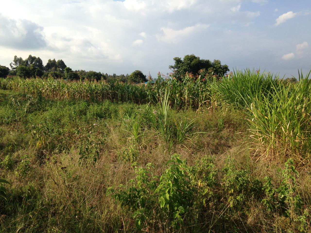 0.125 Acre plot in Renguti Kikuyu for sale